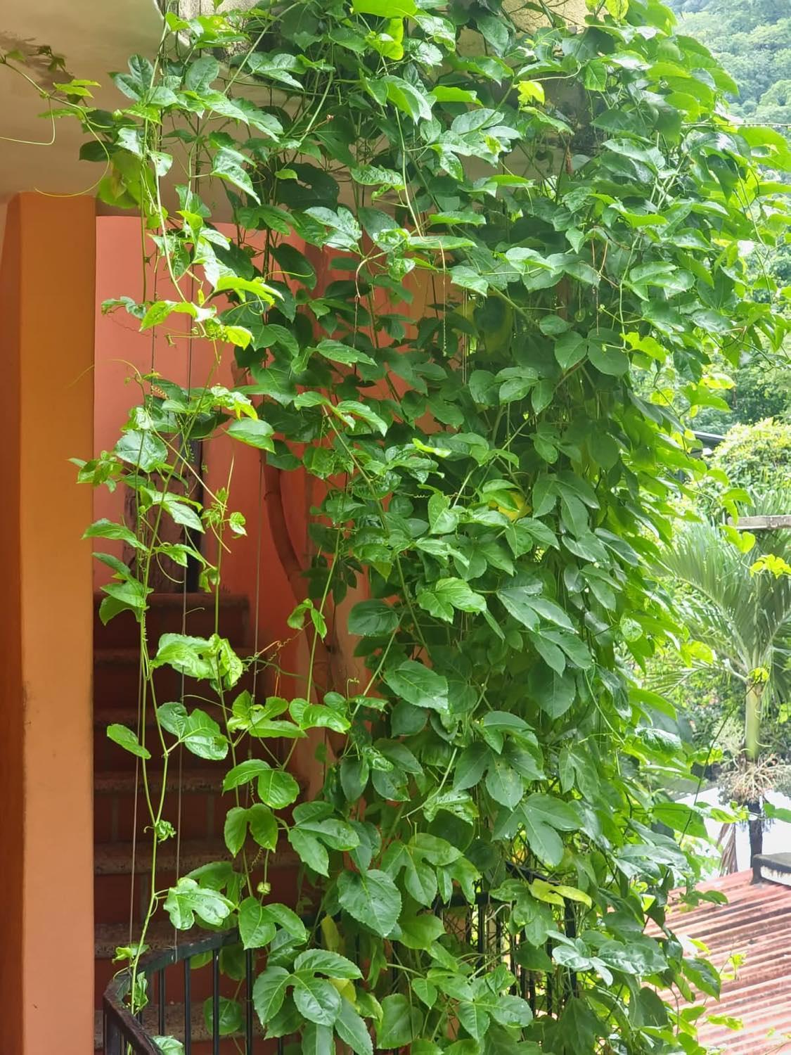 La Posada Pacifica Puerto Vallarta Luaran gambar